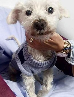 Opa Jari - sozial & lieb - Koblenz