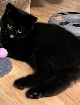 Stopp! Nicht weiter scrollen. Guck in meine großen kulleraugen🥹 und du wirst erkennen das ich genau dich als meine neue Familie gesucht habe😊 - Nordhorn