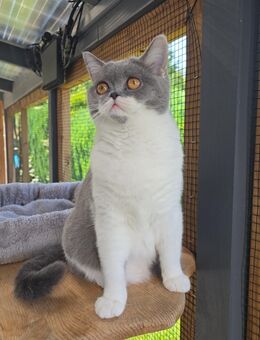 sehr verschmuste Britisch Kurzhaar Katze - Arenshausen