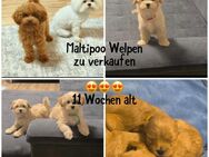 Süße Maltipoo Welpen abzugeben - Bischofsheim