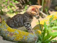 Bengal Kitten kater - Bad Schmiedeberg