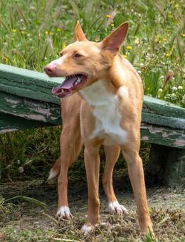 Bambi sucht Liebe und Geborgenheit - Brunstorf