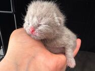 ♥️ Bkh Babykatze Britische Baby Katzen ♥️ - Wesseling