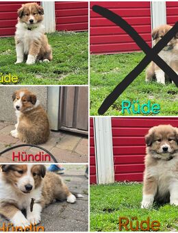4 Süße Collie Welpen - Großengottern