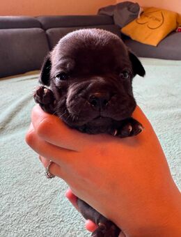 Bulldoggen Mix Welpen - Eschlkam