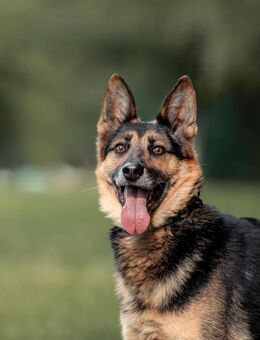 Hübscher Vegas sucht seine Menschen - Duisburg