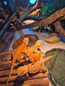 Bartagamen Jungtiere - Kürnach