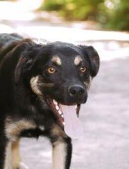 Sozialer KOVU = Hund mit Charme ♥️ - München