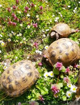 1,0 Vierzehenlandschildkröte ( Testudo horsfieldii ) - Rathenow