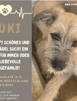 die tolle Yuki - Zuhause/Pflegestelle - Duisburg