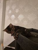 Süße Kätzchen suchen ein liebevolles Zuhause! in 74889