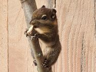 Baumstreifenhörnchen - Velpke
