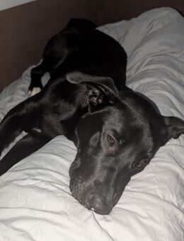 Mischlings Hund Enzo - Haldensleben