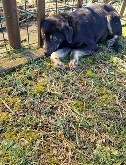 Anchjo❤️ Ein tapferer Rüde - Rambin