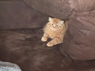 Kater Ragdoll - Schemmerhofen
