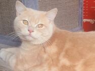 Bildhübscher BKH Kater 9 Monate alt, nicht Kastriert sucht Liebe Familie. - Gelsenkirchen