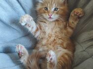Norwegische Waldkatzen Kitten - Kalefeld