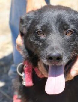 Sykes - fröhlich u. kinderlieb - Lohra