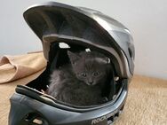Katze - Vohenstrauß Altenstadt