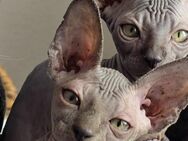 Sphynx Katerchen - Schwegenheim