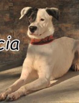 Amicia wartet auf ihr Glück - Essingen (Rheinland-Pfalz)