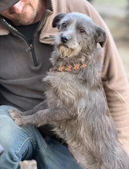 Ich heiße Zippy ... mit Video - Frankfurt (Main)