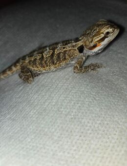 Junge Bartagame - Brandenburg (Havel)