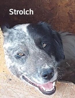 Strolch - so ein Hübscher - Dreikirchen