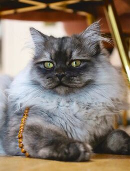 Charly sucht ein neues Zuhause - Frankfurt (Main)