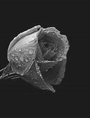 Abschied nehmen – Sänger für Beerdigung, Trauerfeier in 97320