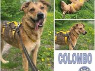 COLOMBO -verkuschelt & ruhig- - Duisburg