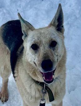 Kumi❤️sehnt sich nach ihren Menschen - Rott (Inn)
