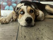 Mischlingshund gino - Leer (Ostfriesland)