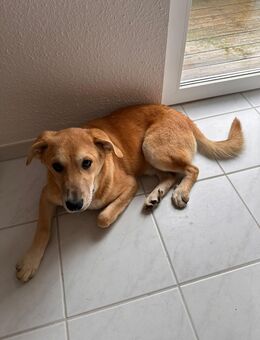 Finn sucht ein neues zu Hause - Fließem