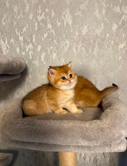2 BKH Kitten Black Golden - Herne Horsthausen