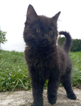 Süße Maine-Coon-Mix-Kater sucht ein liebevolles Zuhause🐾 - Gornhausen