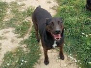 Lomri, vorsichtige Hundedame, ca. 6 Jahr - Vaterstetten