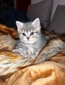 BKH Kitten - Netphen Oelgershausen