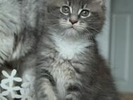 Maine Coon Kitten mit Ahnentafel - Marl (Nordrhein-Westfalen)