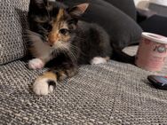 Kitten sucht liebevolles zu Hause - Chemnitz