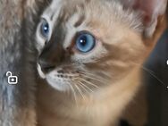 Bengal Kitten fürs Herz (Stammbaum TicaCats) - Loose