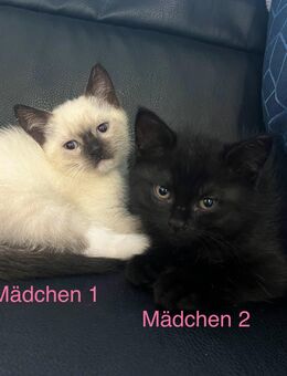 Katzenbabys suchen ein liebevolles Zuhause - Leopoldshöhe