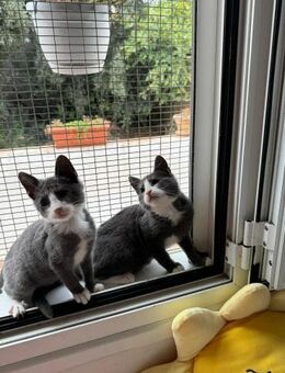 Kimberly und Bibi suchen DICH! - Walluf