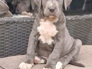 Cane Corso Italiano Saupacker - Sukow-Levitzow