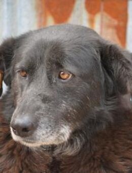 Loona - dring. PS oder Zuhause gesucht - Oberwies