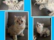 BKH Kitten Kater Britisch Kurzhaar Katze Katzenbaby Reinrassig - Essen