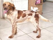 Hilde Mix Hündin ca. 4 Jahre alt in GR - Reutlingen