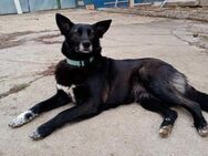 ❣️Suzy 💜- sucht ein sorgenfreies Leben❣ - Eislingen (Fils)