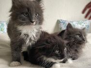 XXL Maine Coon Kitten suchen neues liebevolles Zuhause - Göppingen