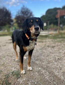 Roki - Freundlicher Rüde sucht Zuhause - Berlin